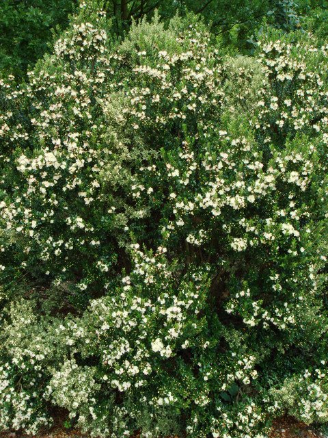Myrtus communis